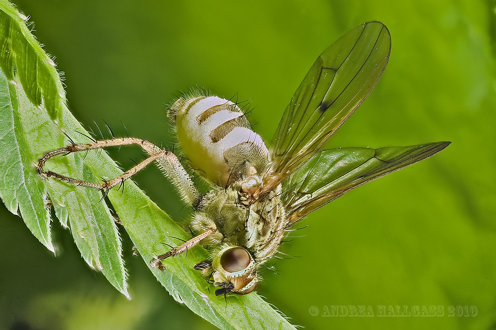 L''Entomophthora muscae  colpisce ancora